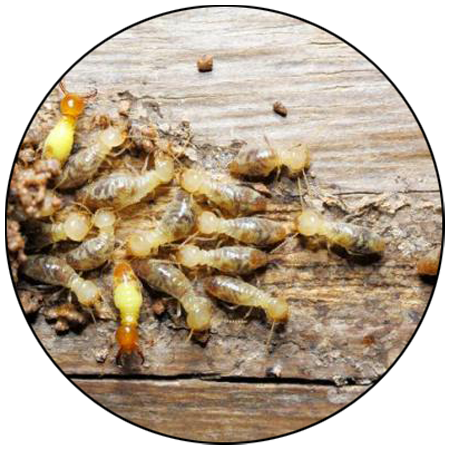 Pestcare services in bhopal