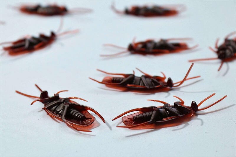 best pest control service in bhopal