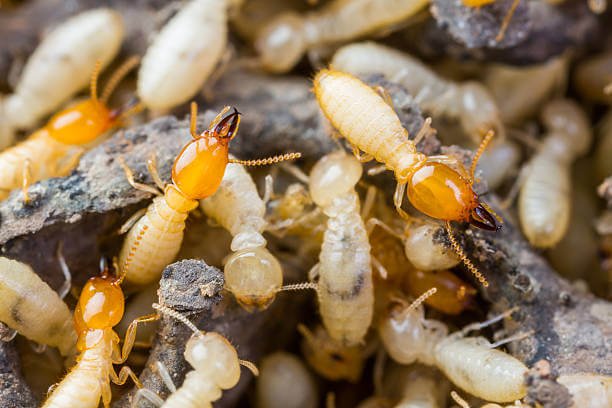 P and P Pest in bhopal